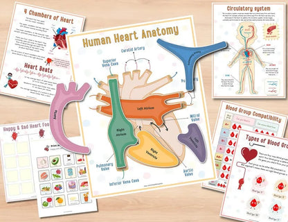 Beschäftigungsbuch zur menschlichen Anatomie🔥KAUFEN SIE 2 KOSTENLOSE LIEFERUNG