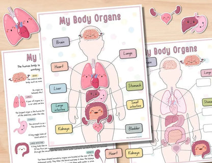 Beschäftigungsbuch zur menschlichen Anatomie🔥KAUFEN SIE 2 KOSTENLOSE LIEFERUNG