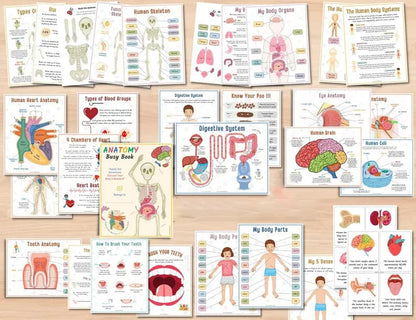 Beschäftigungsbuch zur menschlichen Anatomie🔥KAUFEN SIE 2 KOSTENLOSE LIEFERUNG