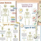 Beschäftigungsbuch zur menschlichen Anatomie🔥KAUFEN SIE 2 KOSTENLOSE LIEFERUNG