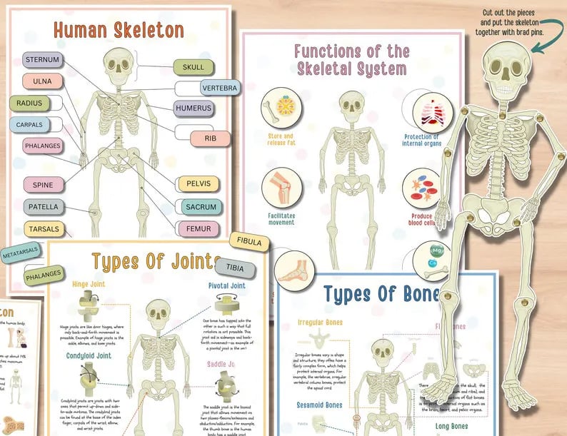 Beschäftigungsbuch zur menschlichen Anatomie🔥KAUFEN SIE 2 KOSTENLOSE LIEFERUNG