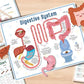 Beschäftigungsbuch zur menschlichen Anatomie🔥KAUFEN SIE 2 KOSTENLOSE LIEFERUNG
