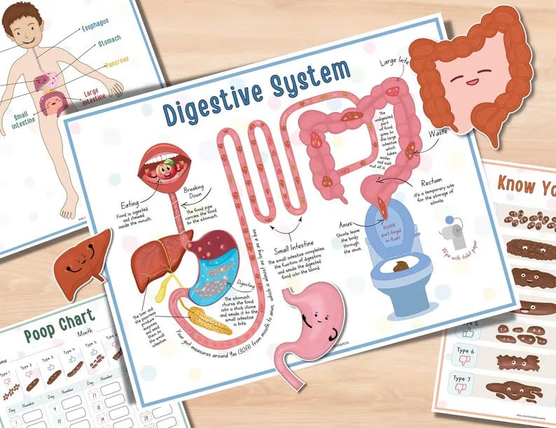 Beschäftigungsbuch zur menschlichen Anatomie🔥KAUFEN SIE 2 KOSTENLOSE LIEFERUNG