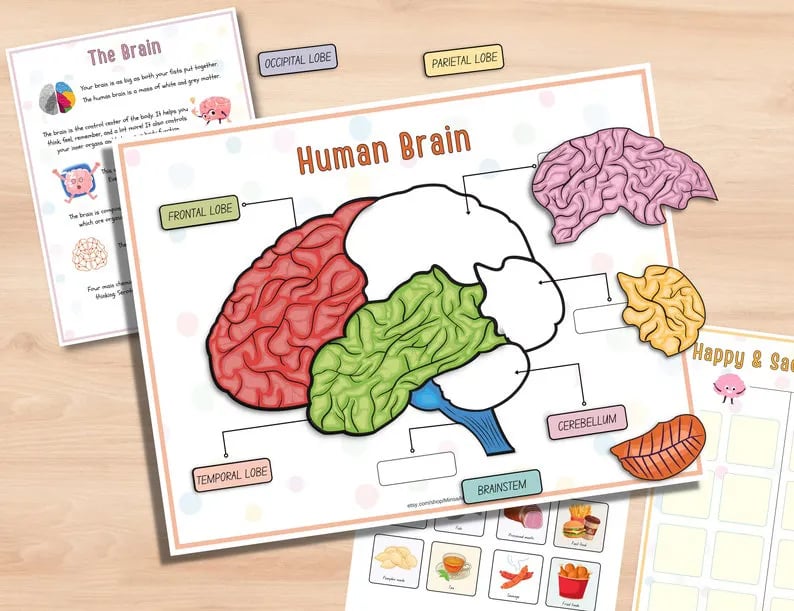 Beschäftigungsbuch zur menschlichen Anatomie🔥KAUFEN SIE 2 KOSTENLOSE LIEFERUNG