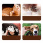 📢📢 2+1 GRATIS!! 🐱🐶Ohrenreiniger mit Teebaumöl für Katzen und Hunde | Sanft • Effektiv • Lindert Juckreiz