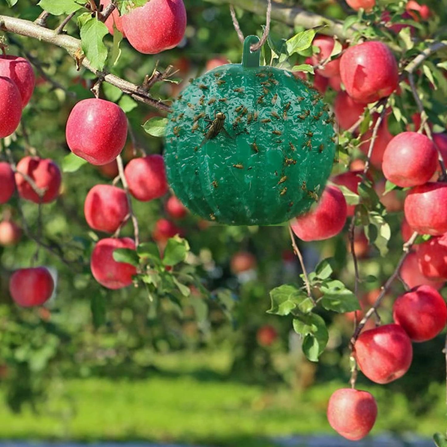 🎁 Hängende, umweltfreundliche Fruchtfliegenfallen